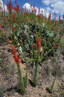 Standing cypress (Ipomopsis rubra) or Texas plume on roadside Standing cypress (Ipomopsis rubra) or Texas plume on roadside