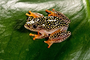 Starry Night Reed Frog - Heterixalus alboguttatus - Native to Madagascar Habitat Starry Night Reed Frog - Heterixalus alboguttatus - Native to Madagascar Habitat