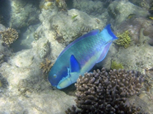 Steephead Parrotfish ( Chlorurus microrhinos ), Low Isles, Great Barrier Reef, North Queensland Steephead Parrotfish ( Chlorurus microrhinos ), Low Isles, Great Barrier Reef, North Queensland