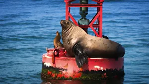 Steller sea lion (Eumetopias jubatus) on harbor buoy, Ventura, California USA Steller sea lion (Eumetopias jubatus) on harbor buoy, Ventura, California USA