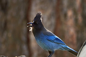 Stellers jay (Cyanocitta stelleri) on the Mist Trail, Yosemite National Park Stellers jay (Cyanocitta stelleri) on the Mist Trail, Yosemite National Park