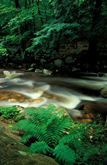 Stratton, VT. Ferns and hemlock trees along Broad Brook in Vermonts Green Mountains Stratton, VT. Ferns and hemlock trees along Broad Brook in Vermonts Green Mountains