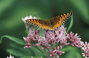 Stratton, VT. A silver-bordered fritillary, Bolaria selene, drinking nectar Stratton, VT. A silver-bordered fritillary, Bolaria selene, drinking nectar