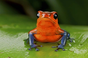 Strawberry poison frog or strawberry poison-dart frog (Oophaga pumilio), Costa Rica Strawberry poison frog or strawberry poison-dart frog (Oophaga pumilio), Costa Rica
