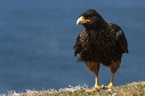 Striated Caracara or Johnny Rook bird (Phalcoboenus australis), on the West Falkland Striated Caracara or Johnny Rook bird (Phalcoboenus australis), on the West Falkland
