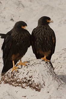 Striated Caracaras or Johnny Rooks (Phalcoboenus australis) on Sea Lion Island, south of mainland Striated Caracaras or Johnny Rooks (Phalcoboenus australis) on Sea Lion Island, south of mainland