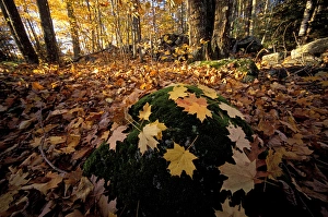 Sugar maple leaves on a mossy rock in one of the Nature Conservancys Great Bay Sugar maple leaves on a mossy rock in one of the Nature Conservancys Great Bay