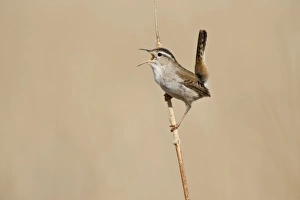 Summer Lake Wildife Area, Oreogn, A Marsh Wren (Cistothorus palustris) singing Summer Lake Wildife Area, Oreogn, A Marsh Wren (Cistothorus palustris) singing