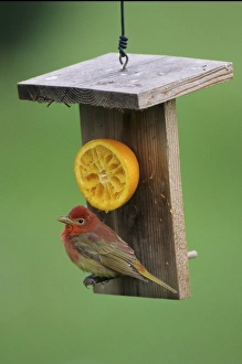 Summer Tanager (Piranga rubra) 1st year male, at orange feeder, Marion Co. IL Summer Tanager (Piranga rubra) 1st year male, at orange feeder, Marion Co. IL