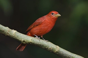 Summer Tanager, Piranga rubra, male perched, Central Valley, Costa Rica, Central America Summer Tanager, Piranga rubra, male perched, Central Valley, Costa Rica, Central America