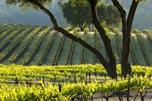 Sun light makes the vines glow in vineyard of Gold Hill Vineyard & Brewery above Sun light makes the vines glow in vineyard of Gold Hill Vineyard & Brewery above