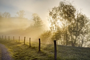 Sunbeams through trees at sunrise, Cades Cove, Great Smoky Mountains National Park Sunbeams through trees at sunrise, Cades Cove, Great Smoky Mountains National Park