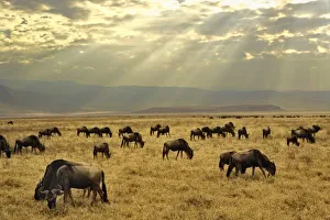 Tanzania Safari Photos Prints: Sunbeams and Wildebeest