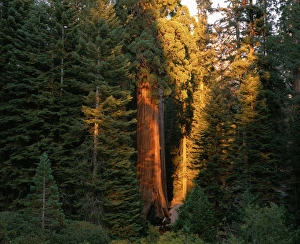 last sunlight on Giant Sequoia trees in Grant Grove, Kings Canyon Nat'l Park, CA last sunlight on Giant Sequoia trees in Grant Grove, Kings Canyon Nat'l Park, CA