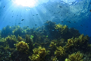 Sunrays shine on fish and kelp through clear water near Poor Knights Islands, North Island Sunrays shine on fish and kelp through clear water near Poor Knights Islands, North Island