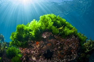 Sunrays shine on kelp through clear water near Poor Knights Islands, North Island Sunrays shine on kelp through clear water near Poor Knights Islands, North Island
