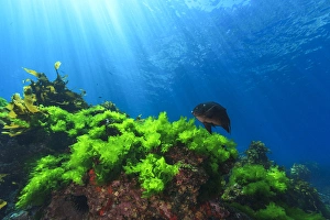 Sunrays shine on kelp and a damselfish through clear water near Poor Knights Islands Sunrays shine on kelp and a damselfish through clear water near Poor Knights Islands