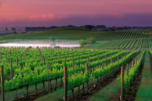 Sunrise color in the distant fog behind vineyard surrounding a pond in Carnaros area of Sunrise color in the distant fog behind vineyard surrounding a pond in Carnaros area of