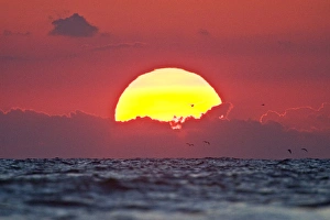Sunrise on the Gulf of Mexico at South Padre Island, Texas with brown pelicans flying Sunrise on the Gulf of Mexico at South Padre Island, Texas with brown pelicans flying