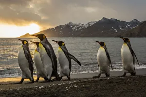 Sunrise with marching king penguins on the beach of St Sunrise with marching king penguins on the beach of St