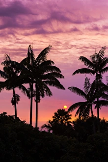 Sunset through silhouetted palm trees, Kona Coast, The Big Island, Hawaii USA Sunset through silhouetted palm trees, Kona Coast, The Big Island, Hawaii USA