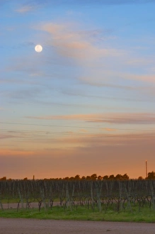 At sunset in the vineyard, the full moon is rising and the sky is a vibrant blue At sunset in the vineyard, the full moon is rising and the sky is a vibrant blue