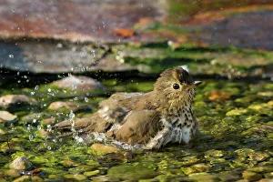 Swainsons Thrush (Catharus ustulatus) taking bath Marion Co. IL Swainsons Thrush (Catharus ustulatus) taking bath Marion Co. IL