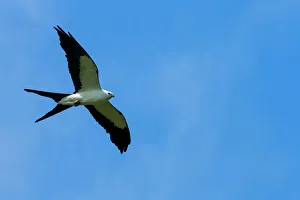 Swallow-tailed kite in flight, Elanoides forficatus, Central Florida, USA Swallow-tailed kite in flight, Elanoides forficatus, Central Florida, USA