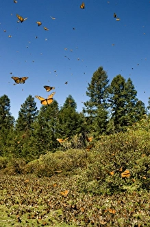 Swarm of Monarch Butterflies in flight and in meadow, El Rosario Monarch Butterfly Reserve Swarm of Monarch Butterflies in flight and in meadow, El Rosario Monarch Butterfly Reserve