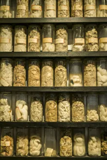 Sweden, Norrkoping, former mill town, cotton samples Sweden, Norrkoping, former mill town, cotton samples