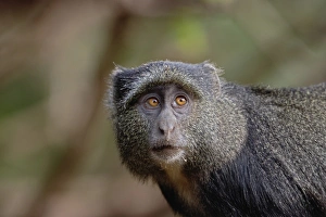 Sykes or Blue Monkey, Cercopithecus mitis, Lake Manyara National Park, Tanzania Sykes or Blue Monkey, Cercopithecus mitis, Lake Manyara National Park, Tanzania