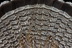 Bird Feathers Prints: Tail feathers