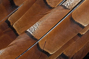 Beauty In Natural Patterns Prints: Tail feathers of Cooper Pheasant