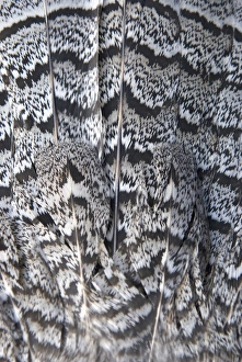 Tail feathers of a ruffed grouse, Bonasa umbellus, British Columbia Tail feathers of a ruffed grouse, Bonasa umbellus, British Columbia