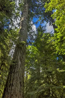Tall and ancient douglas fir tree in MacMillan Provincial Park Cathedral Grove near Parksville Tall and ancient douglas fir tree in MacMillan Provincial Park Cathedral Grove near Parksville