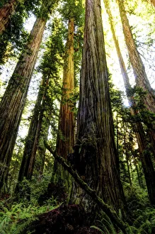 The tallest trees in the world in Redwood National Park in California The tallest trees in the world in Redwood National Park in California