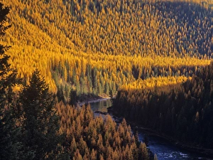 Tamarack trres turn golden in autumn along the North Fork Flathead River in Montana, USA Tamarack trres turn golden in autumn along the North Fork Flathead River in Montana, USA