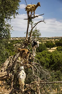 Tamri, Morocco, Cloven-hoofed goats, Argon tree Tamri, Morocco, Cloven-hoofed goats, Argon tree