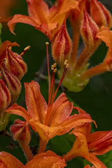 Tangerine Delight Azalea flowers in Northeast Harbor, Maine, USA Tangerine Delight Azalea flowers in Northeast Harbor, Maine, USA