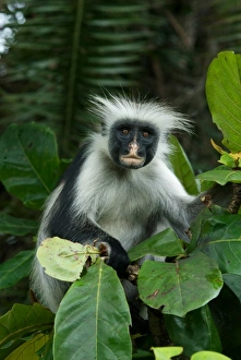 Tanzania: Zanzibar, Jozani National Park, Zanzibar red colobus, in Tropical almond tree Tanzania: Zanzibar, Jozani National Park, Zanzibar red colobus, in Tropical almond tree