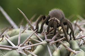 Tarantula, Aphonopelma sp., young on cactus, Starr County, Rio Grande Valley, Texas Tarantula, Aphonopelma sp., young on cactus, Starr County, Rio Grande Valley, Texas