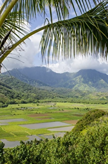 Taro fields in Hanalei National Wildlife Refuge, Hanalei Valley, Kauai, Hawaii Taro fields in Hanalei National Wildlife Refuge, Hanalei Valley, Kauai, Hawaii