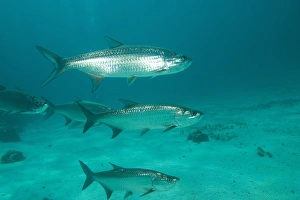 Tarpon, Hol Chan Marine Park, Ambergris Caye, Belize Tarpon, Hol Chan Marine Park, Ambergris Caye, Belize