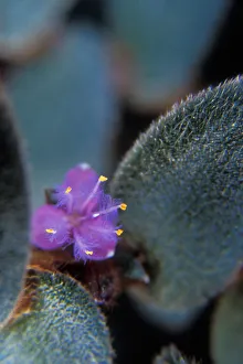 Teddy-bear plant. Cyanotis kewensis. Sipderwort family, origianlly from India. Blossom Teddy-bear plant. Cyanotis kewensis. Sipderwort family, origianlly from India. Blossom