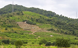 Terraced vineyard. Potmje village, Dingac wine region, Peljesac peninsula. Dingac village Terraced vineyard. Potmje village, Dingac wine region, Peljesac peninsula. Dingac village