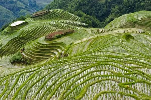 Terraces with newly planted rice seedlings in the mountain, Longsheng, Guangxi Province Terraces with newly planted rice seedlings in the mountain, Longsheng, Guangxi Province