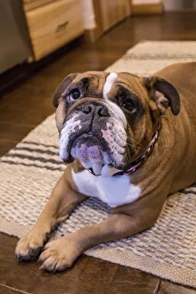 Tessa, the English Bulldog on a down and stay command, hopeful of a treat Tessa, the English Bulldog on a down and stay command, hopeful of a treat