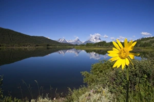 Teton National Park along the Snake River, Wyoming. Yellow balsam root flower in Teton National Park along the Snake River, Wyoming. Yellow balsam root flower in