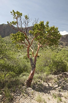 Texas Madrone (Arbutus xalapensis), Chisos Mountains, Big Bend National Park, Texas, USA Texas Madrone (Arbutus xalapensis), Chisos Mountains, Big Bend National Park, Texas, USA