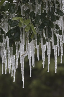 Texas Mountain Laurel, Sophora secundiflora, plant covered in ice after ice storm Texas Mountain Laurel, Sophora secundiflora, plant covered in ice after ice storm